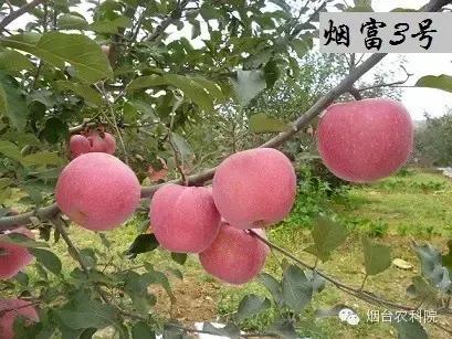 红富士苹果品种全面解析