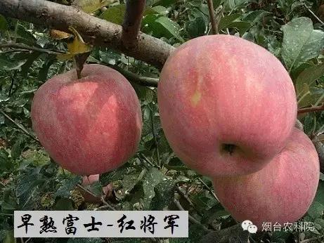 红富士苹果品种全面解析