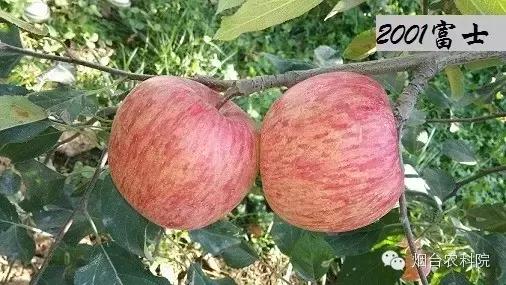 红富士苹果品种全面解析
