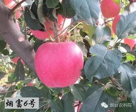 红富士苹果品种全面解析