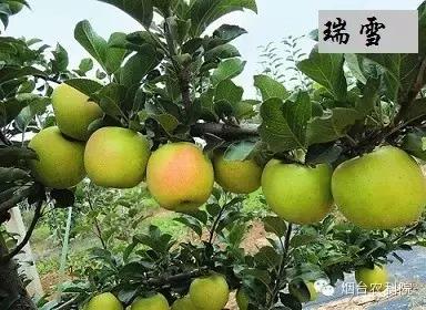 红富士苹果品种全面解析