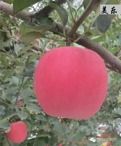 红富士苹果品种全面解析