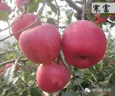 红富士苹果品种全面解析
