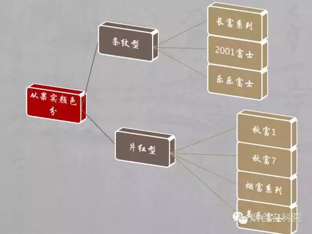 红富士苹果品种全面解析