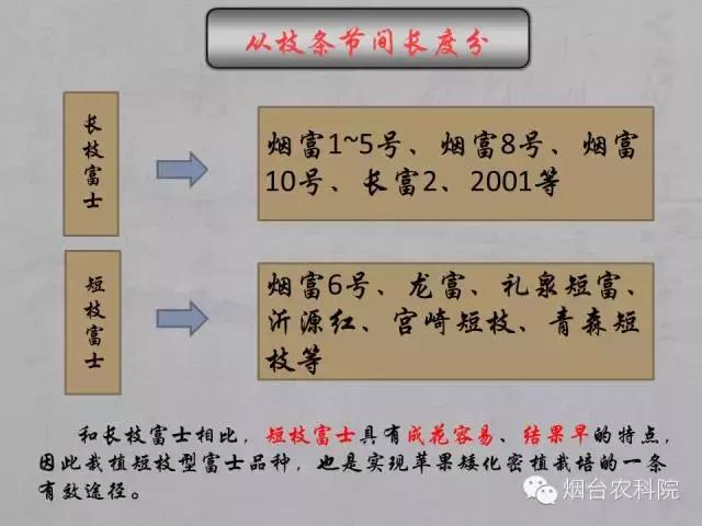 红富士苹果品种全面解析