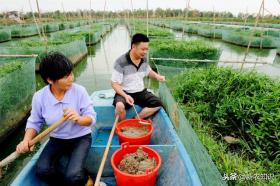 黄鳝人工饲养技术指南,精准养殖策略助力养殖户