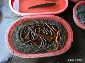 黄鳝人工饲养技术指南,精准养殖策略助力养殖户