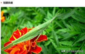 农村十二种常见蚂蚱及其学名盘点